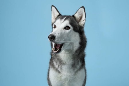 Siberian Husky with a joyful expression, set against a light blue studio background. The image captures the breeds friendly demeanor and striking features