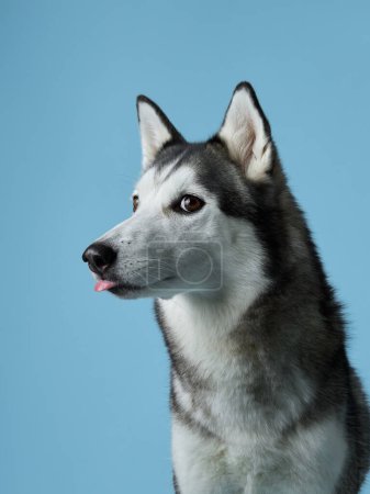 A serene Siberian Husky with a hint of a smile and tongue peeking out, set against a pale blue background. The portrait showcases the breeds calm yet playful character