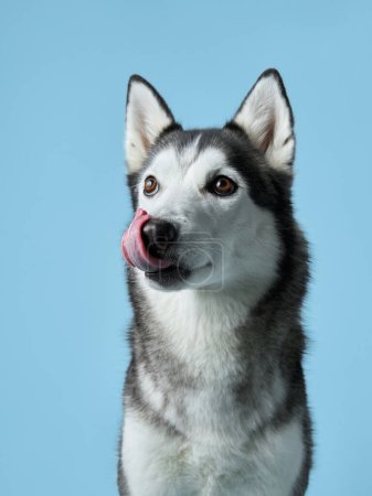  Ein verspielter Siberian Husky mit markanten Augen und rollender Zunge vor kühlem blauen Hintergrund. Sein lebhafter Ausdruck fängt die Essenz eines glücklichen und energiegeladenen Gefährten ein