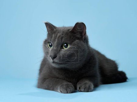 Un gato gris con ojos esmeralda descansa sobre un fondo azul, exudando calma. Su suave piel y relajada pose contrastan maravillosamente con el sereno telón de fondo, invitando a la admiración