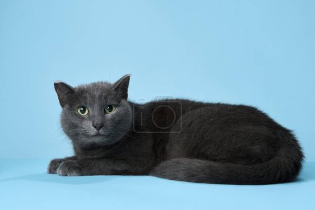 Eine graue Katze mit smaragdgrünen Augen lümmelt vor blauem Hintergrund und strahlt Ruhe aus. Sein weiches Fell und seine entspannte Pose stehen in schönem Kontrast zur heiteren Kulisse und laden zur Bewunderung ein