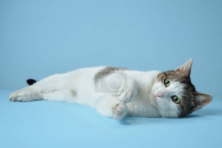 Photo for An alert white and tabby cat reclines on a blue backdrop, its gaze fixed to the side. Its distinctive markings and curious expression are captured in a relaxed yet engaging pose - Royalty Free Image