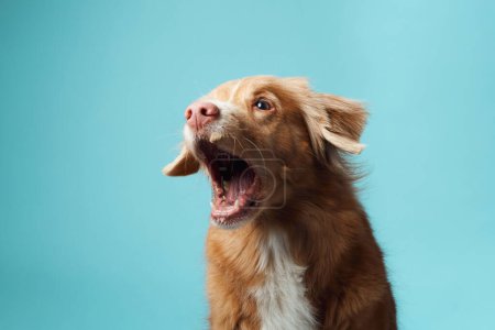 dog with open mouth. Nova Scotia Duck Tolling Retriever vocalizing energetically, set against a soothing blue backdrop, capturing the breed vivacious personality.