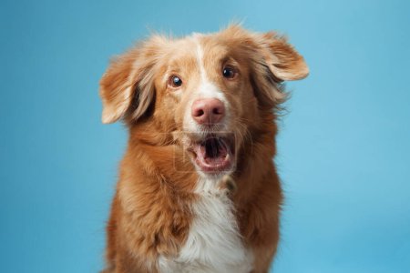 Photo for Dog with open mouth. Nova Scotia Duck Tolling Retriever vocalizing energetically, set against a soothing blue backdrop, capturing the breed vivacious personality. - Royalty Free Image