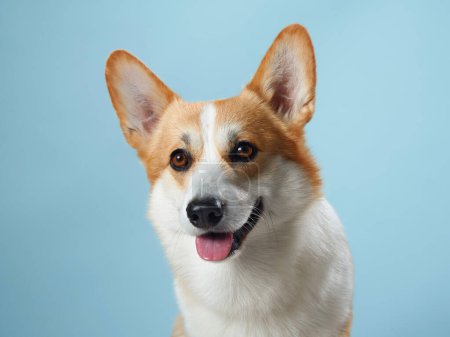 Photo for An exuberant Pembroke Welsh Corgi dog with its tongue out against a calming blue backdrop, showcasing the breed friendly and vivacious spirit - Royalty Free Image