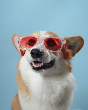 Téléchargez les photos : Un joyeux chien Pembroke Welsh Corgi arbore des lunettes de soleil roses surdimensionnées, créant une image comique et attachante sur un fond bleu clair - en image libre de droit