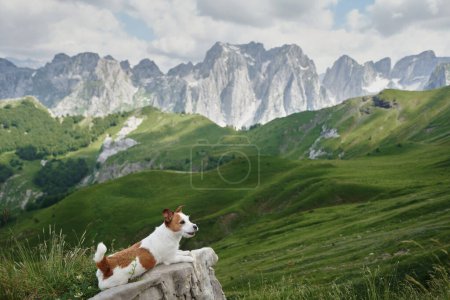 Hund rastet auf einer Bergwanderung aus. Ein Jack Russell Terrier macht eine Pause auf einer Steinmauer mit einer üppigen Berglandschaft im Hintergrund