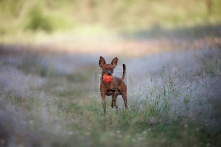 Téléchargez les photos : Un chien jouet Terrier plein d'esprit court à travers un champ, incarnant l'essence de la jouabilité dans la nature - en image libre de droit