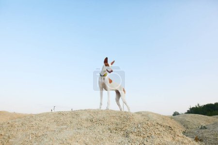 Photo for A poised Ibizan Hound dog stands on a sandy mound against a pale sky, its large ears catching the gentle breeze. - Royalty Free Image