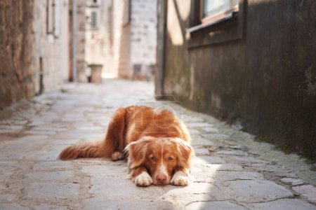 Photo for A Nova Scotia Duck Tolling Retriever dog lies on an old cobblestone street, gazing soulfully into the distance. - Royalty Free Image