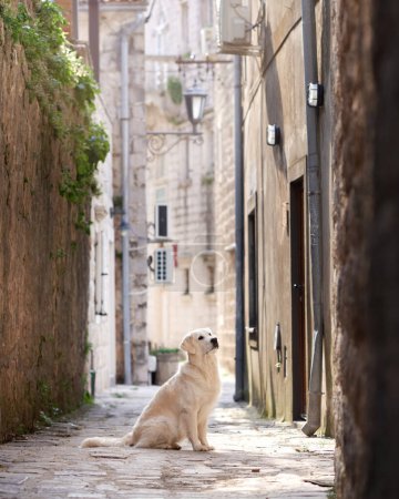 Golden Retriever dog sits on an ancient cobblestone street, enveloped by the warmth of historical buildings