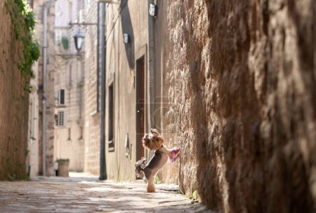 Photo for Yorkshire Terrier dog performs a cheerful dance on the cobblestones of a narrow, sun-drenched alley - Royalty Free Image