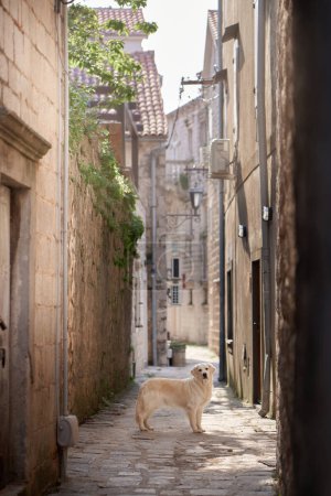 Golden Retriever Hund sitzt auf einer alten Kopfsteinpflasterstraße, umhüllt von der Wärme historischer Gebäude
