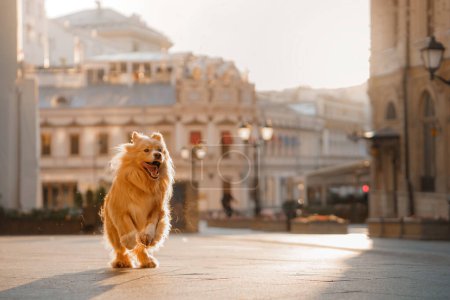 joyful golden dog runs towards the camera on a sun-kissed city square. Pet in town