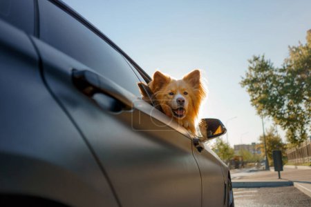 Photo for A fluffy dog looks out of the black car. Traveling with a pet - Royalty Free Image