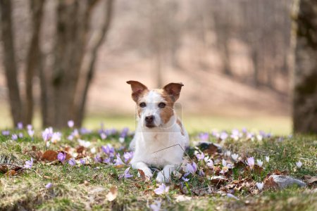 Photo for Jack Russell Terrier rests among spring blooms. The small dog lies down, serene against a backdrop of trees and crocuses - Royalty Free Image