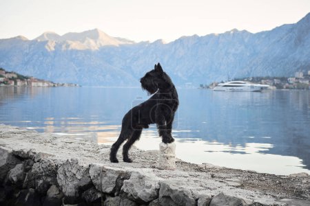 Photo for A black Schnauzer stands proudly on a seaside promenade. The still waters mirror the peaceful morning sky - Royalty Free Image