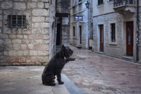 Photo for A black Schnauzer dog reclines on an old cobblestone street, gazing down a timeless staircase flanked by classic European architecture. - Royalty Free Image