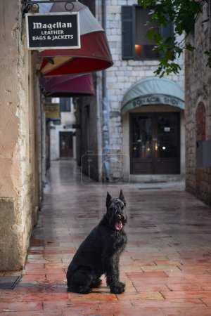 Photo for A black Schnauzer dog sits patiently on a street in a historic shopping district, exuding the timeless elegance of the city - Royalty Free Image