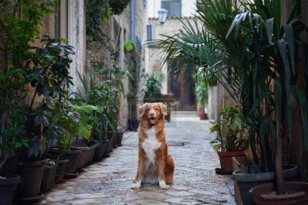 Photo for A Nova Scotia Duck Tolling Retriever dog performs a beg in a cobblestone alley, charming and skillful - Royalty Free Image