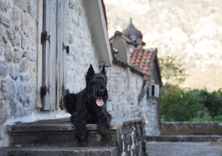 Ein schwarzer Schnauzer hockt auf einer uralten Steintür und fügt sich in die rustikale Struktur eines alten europäischen Dorfes ein.