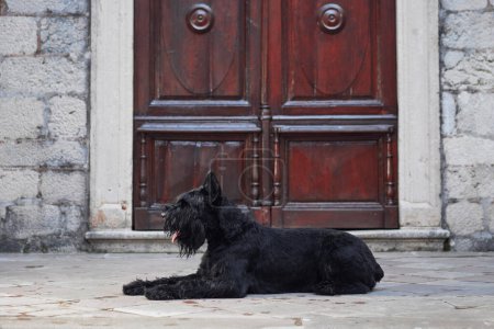 Ein geduldiger schwarzer Schnauzer-Hund lehnt vor einer großen Holztür. Diese Ruhe verleiht der stoischen Steinumgebung Leben