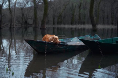 Photo for Toller dog aboard a boat, nestled among quiet waters. The Nova Scotia Duck Tolling Retriever rests within a moored rowboat - Royalty Free Image