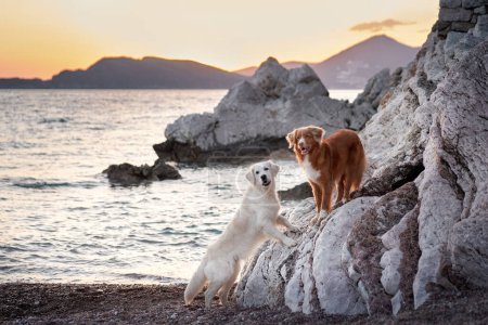 Ein weißer und ein brauner Hund stehen auf schroffen Felsen am Meer, während der Sonnenuntergang den Himmel über fernen Bergen malt