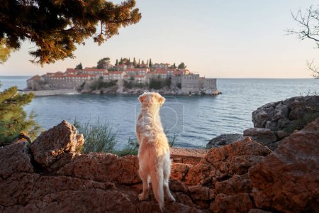 Photo for A white Golden Retriever dog gazes out at a historic island village across the sea during golden hour - Royalty Free Image