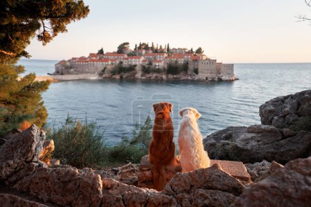 Two dogs, one golden and one cream-colored, sit side by side overlooking a tranquil sea and picturesque coastal village at dusk