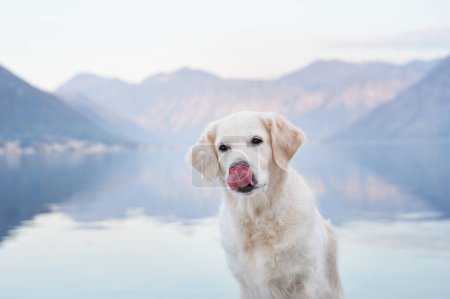 A Golden Retriever dog licks its nose, serene mountains and lake backdrop