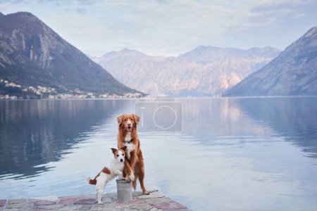 Zwei Hunde auf der Böschung, Jack Russell Terrier und Nova Scotia Duck Tolling Retriever steht wachsam am See, Berge erstrecken sich über