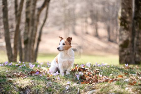 Photo for Jack Russell Terrier rests among spring blooms. The small dog lies down, serene against a backdrop of trees and crocuses - Royalty Free Image
