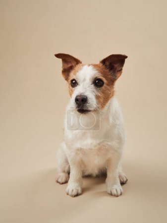 Jack Russell Terrier chien souriant sur un fond beige, position joyeuse et attentive capturée dans la lumière du studio neutre