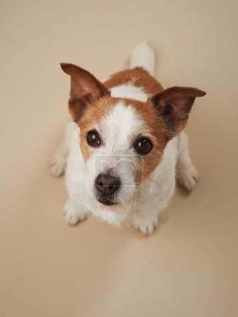 Curioso y feliz Jack Russell Terrier perro mira hacia arriba, capturado contra un tono beige suave