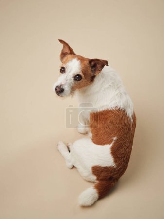 Jack Russell Terrier dog looks back over shoulder, A blend of white and tan against a beige backdrop