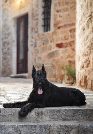 Ein schwarzer Schnauzer-Hund sitzt geduldig auf einer Straße in einem historischen Einkaufsviertel und strahlt die zeitlose Eleganz der Stadt aus