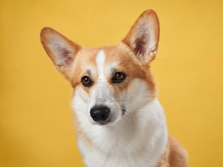 A poised Pembroke Welsh Corgi dog against a vibrant yellow backdrop, displaying the breeds characteristic attentive ears and warm, intelligent gaze