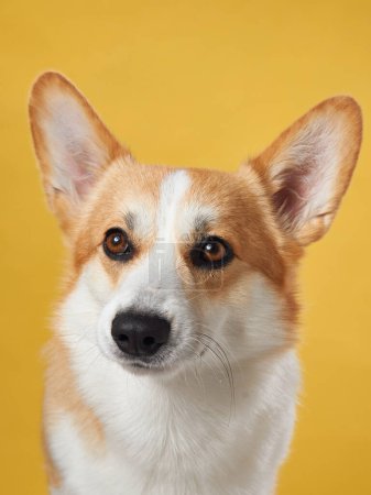 Photo for An attentive Pembroke Welsh Corgi dog sits gracefully, with ears perked, on a warm yellow background. The portrait exudes the dog noble character and friendly essence in a cozy studio setting - Royalty Free Image