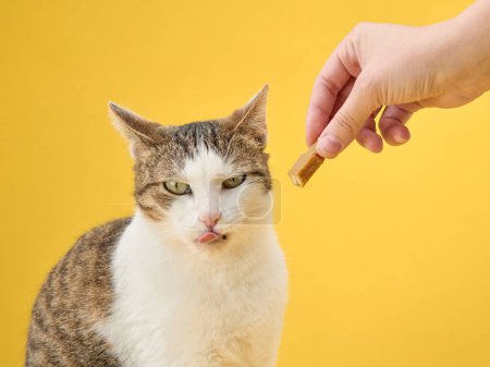 Eine scharfsinnige Katze beäugt skeptisch ein Leckerli, das von einer menschlichen Hand angeboten wird. Die Mimik der Katzen kontrastiert mit dem leuchtend gelben Hintergrund