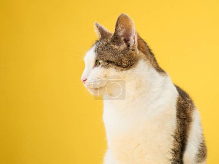 A poised tabby cat confidently gazes forward, set against a vivid yellow backdrop. The cats striking green eyes captivate in the monochromatic setting