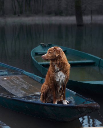 Toller Hund an Bord eines Bootes, eingebettet in ruhiges Wasser. Der Nova Scotia Duck Tolling Retriever ruht in einem festgemachten Ruderboot