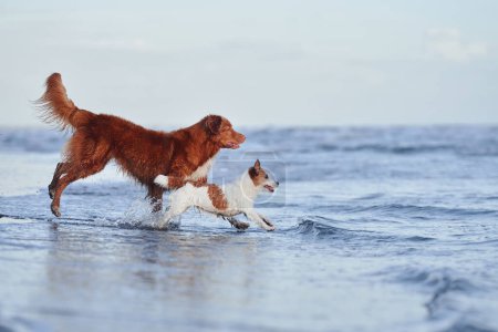 Nova Scotia Duck Tolling Retriever y un Jack Russell Terrier blanco y marrón juegan en aguas poco profundas del océano