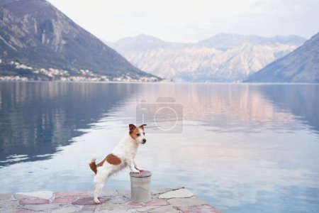 Jack Russell Terrier dog stands on rocky terrain against the backdrop of a serene lake and mountain landscape