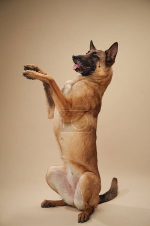 Belgian Malinois performing a trick, standing on hind legs in a studio setting. This poised posture showcases the dog training
