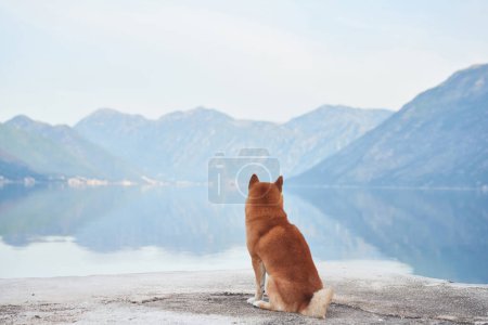 Un chien Shiba Inu se dresse majestueusement sur un piédestal, surplombant un lac avec des montagnes en arrière-plan. La pose des animaux et le paysage serein incarnent un esprit d'aventure et d'exploration