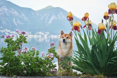 Un perro Shiba Inu se encuentra serenamente junto a un lago vidrioso, enmarcado por suaves flores púrpuras, con montañas y una suave niebla en la distancia.