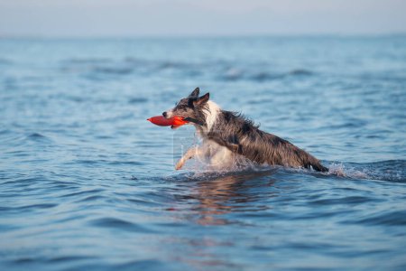 Ein Border Collie-Hund flitzt durch die Wellen des Ozeans, Wasser plätschert dynamisch dahin. Dieser energiegeladene Moment fängt den spielerischen Geist des Haustieres im weiten Meer ein
