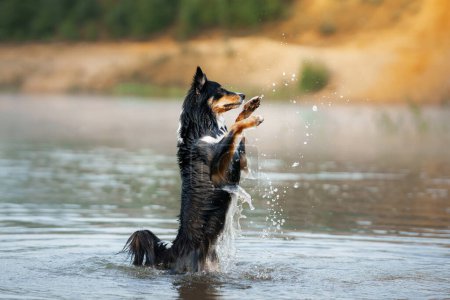 Ein lebhafter Border Collie Hund steht mitten im Plantschen in einem Fluss, Pfoten voller Vorfreude erhoben, vor einer ruhigen Kulisse der Natur