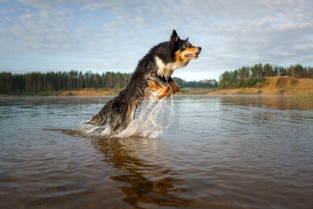 An exuberant Border Collie dog leaps through the shallow waters of a tranquil lake, splashing joyfully against a forested landscape at dawn.
